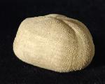 Pliotoxaster buitronae FORNER & VALLS 2019 - Bild © FossNet FossilienStore